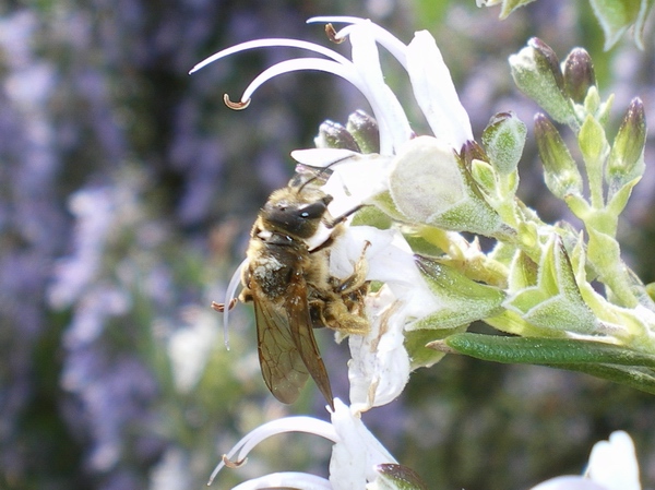 femmina di Apidae Halictinae